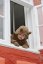Overal grizz teddy shitake rôzne veľkosti