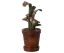 Blumentopf mit Miniaturpflanze Maileg