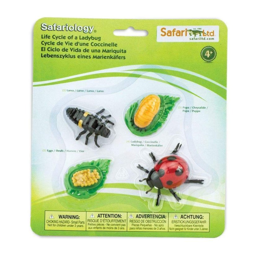 Safari ltd Životný cyklus Lienka