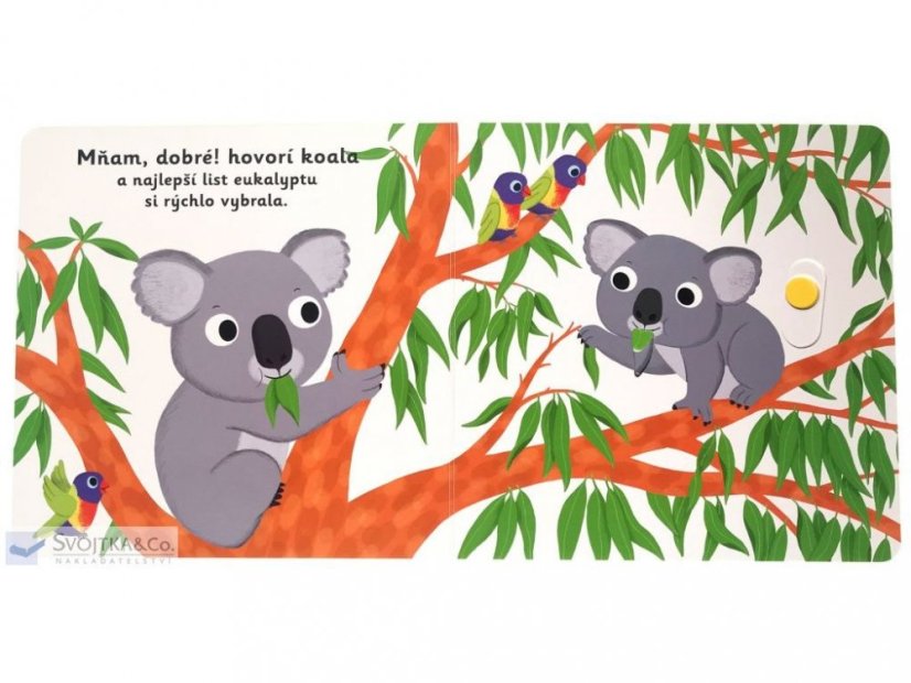 MiniPÉDIA Dobrú noc, koala!